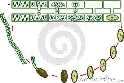 Life Cycle and lateral conjugation of Spirogyra charophyte green algae Vector Illustration